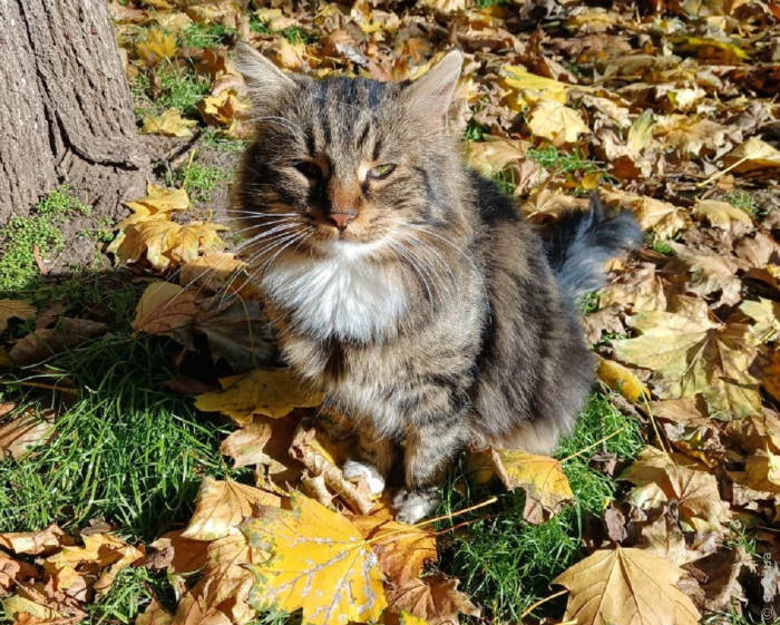 одесский кот Василий