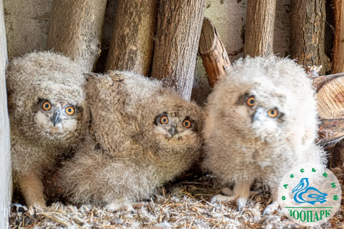В Одеському зоопарку поповнення у сімействі філінів