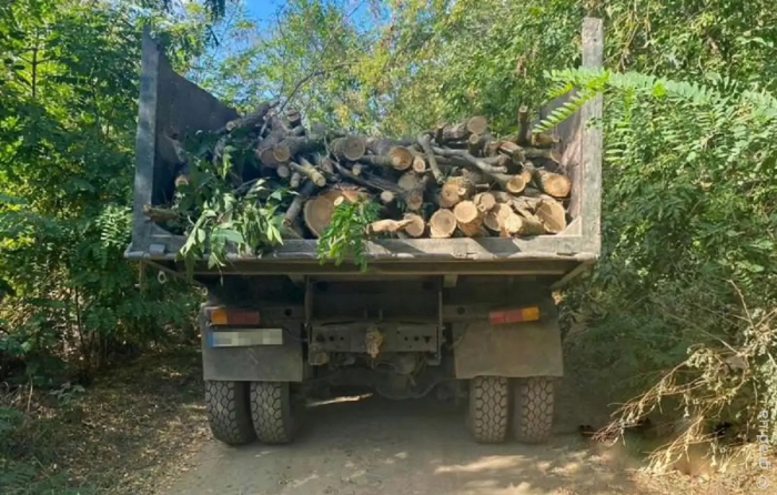 Троє жителів Ізмаїльського району знищили 19 дерев на Кислицькому острові