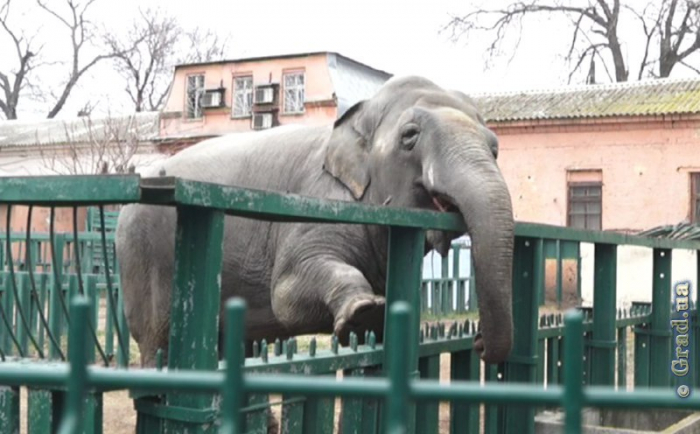 День экологических знаний в Одесском зоопарке