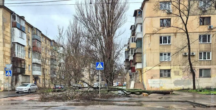 Сильный ветер повалил в Одессе более десятка деревьев
