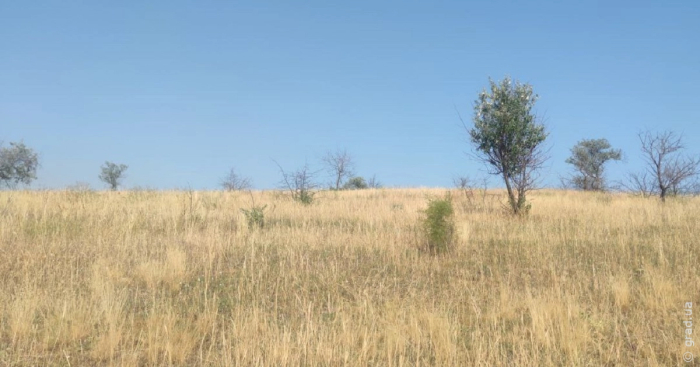 погода в Одессе