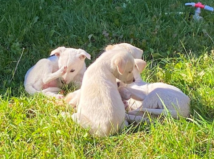 спасенные щенки