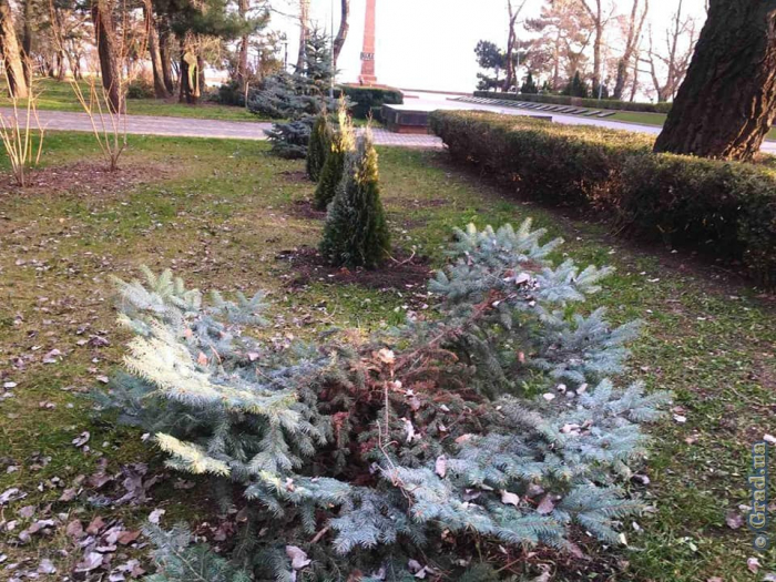 В ряде парков Одессы вандалы срубили кедры ели