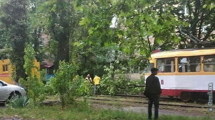 Непогода в Одессе стала причиной очередного деревопада