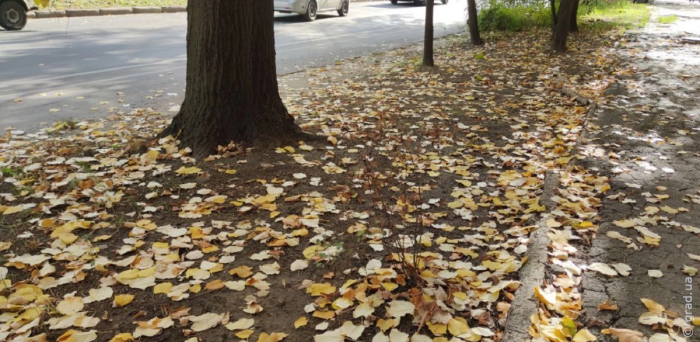 опавшая листва