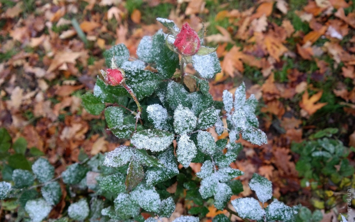 первый снег в Одесской области