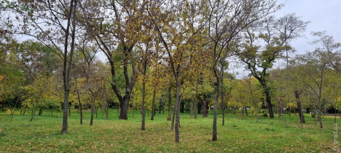 парк в Одессе осенью