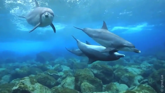 Нетипову поведінку дельфінів зафіксували одеські біологи