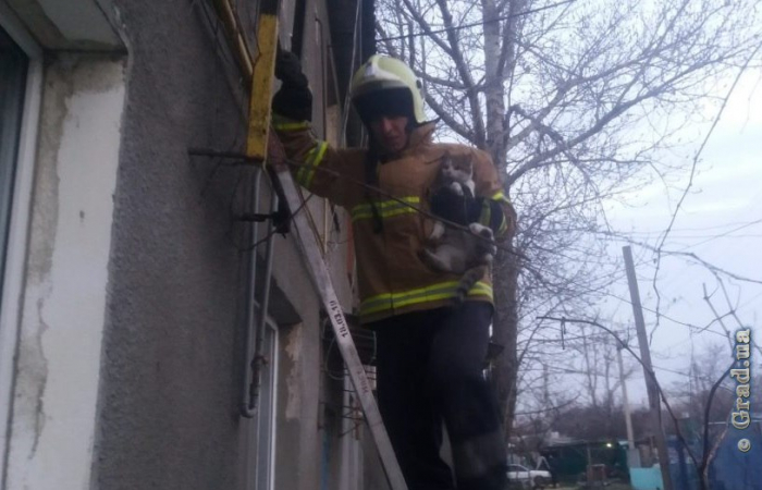В Одесской области спасали кошку
