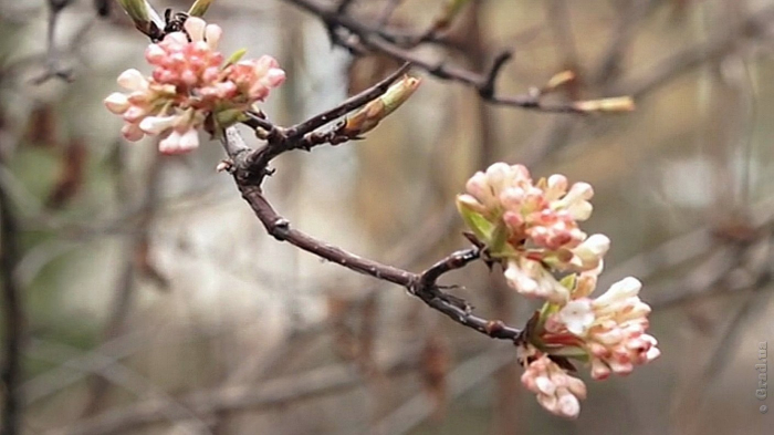 Ранняя весна в Одесском ботаническом саду
