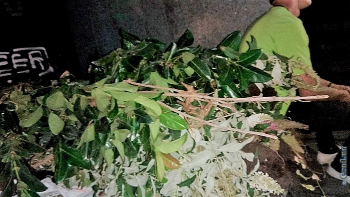 В центре Одессы задержан похититель декоративных растений