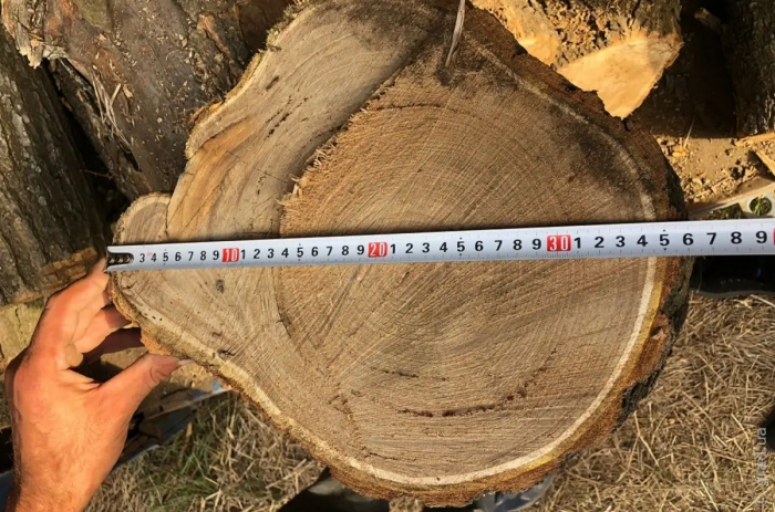 Незаконная порубка деревьев: трем жителям Одесщины сообщили о подозрении