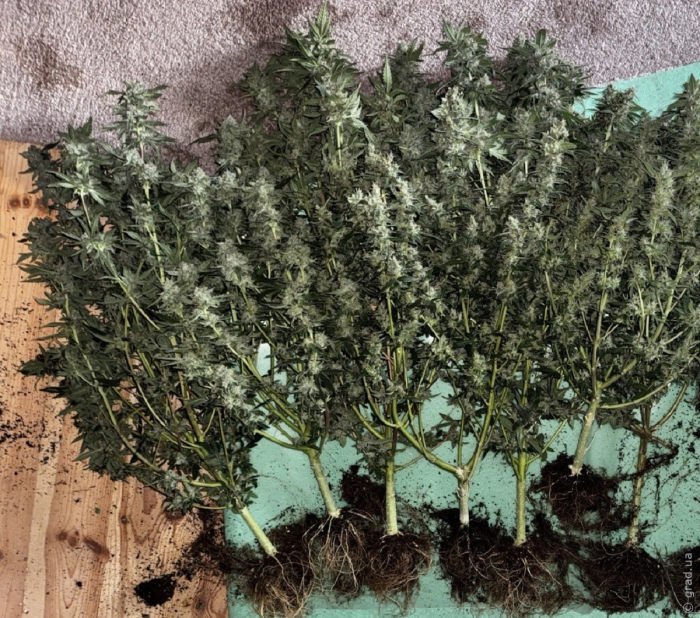 кусты конопли