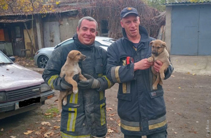 Одесские спасатели освободили из ловушки двух щенков 