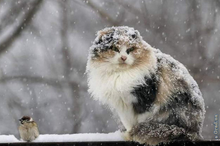 В Одессе ожидается мокрый снег