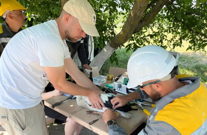 Одесские энергетики помогают орнитологам окольцевывать птенцов белого аиста