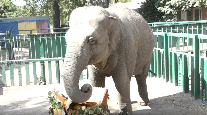 Самая большая обитательница Одесского зоопарка отметила День рождения