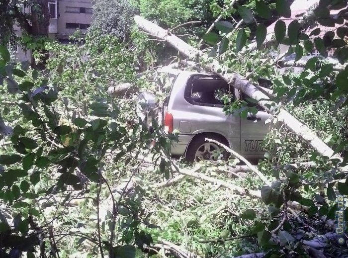 В одесском дворе рухнуло дерево повредив при падении припаркованные автомобили.