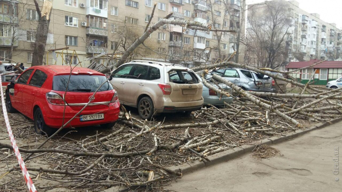В Одессе на парковку рухнул огромный тополь