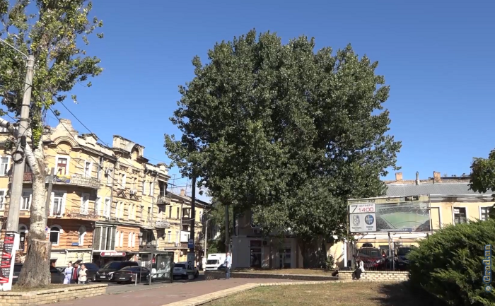 Как отметить дерево на онлайн карте зеленых насаждений Одессы