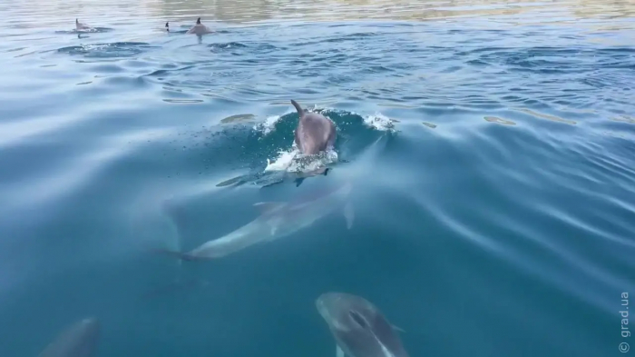 В Черном море гибнут дельфины
