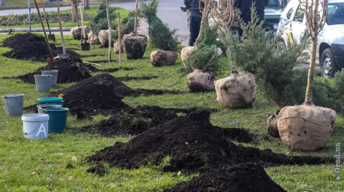 Миллион деревьев за 24 часа: экологическая акция «Озеленение Украины»