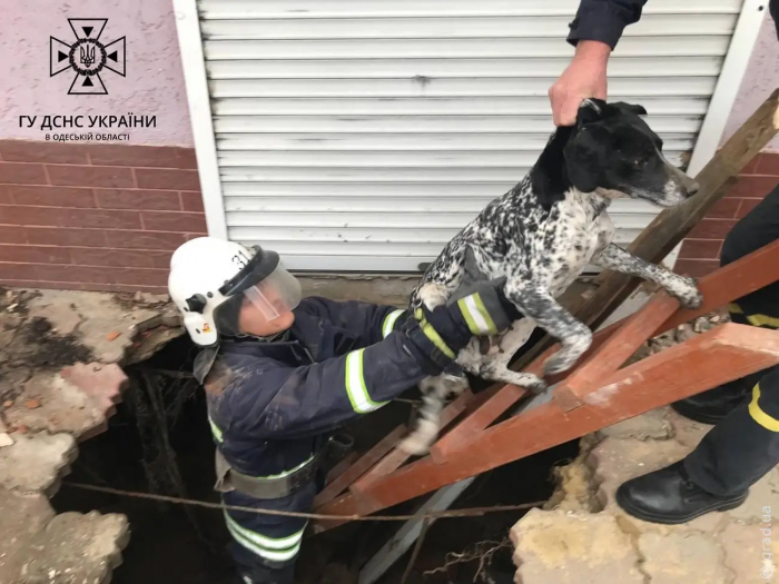 В Одеській області рятувальники дістали собаку з глибокої ямі