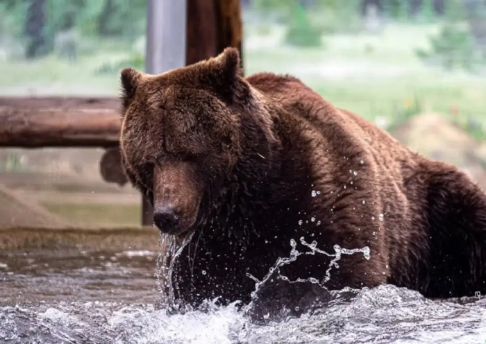 В Одесском зоопарке проснулись бурые медведи