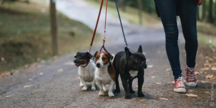 Одесситам пояснили, как гулять с собаками в удлиненный комендантский час