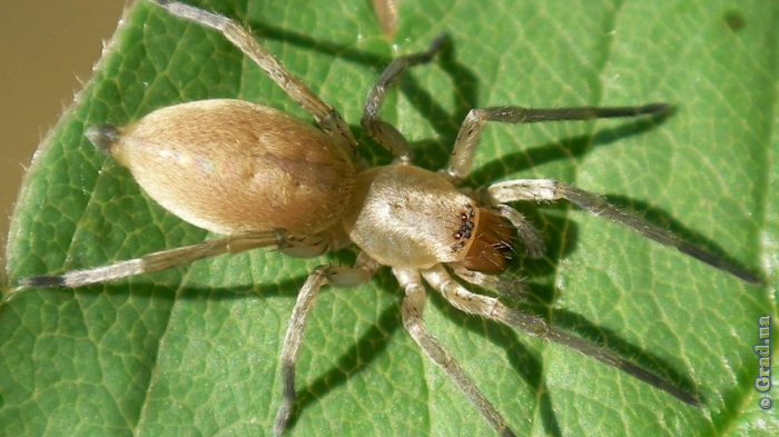 Осторожно: в Одесской области поселился новый вид ядовитых пауков