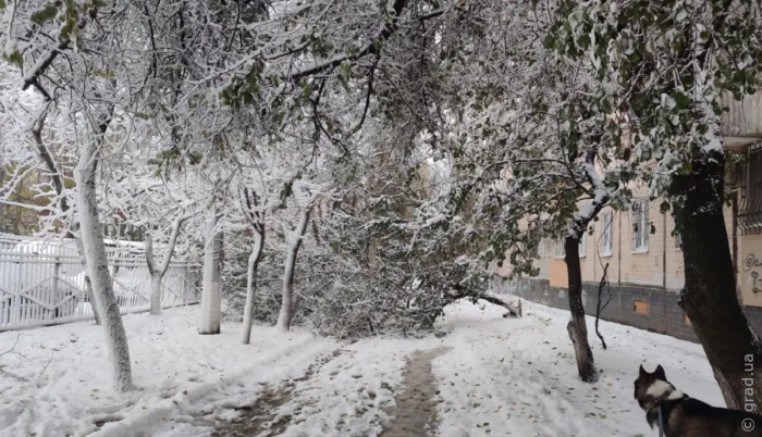 Стихия в Одессе: ураган повалил больше сотни деревьев