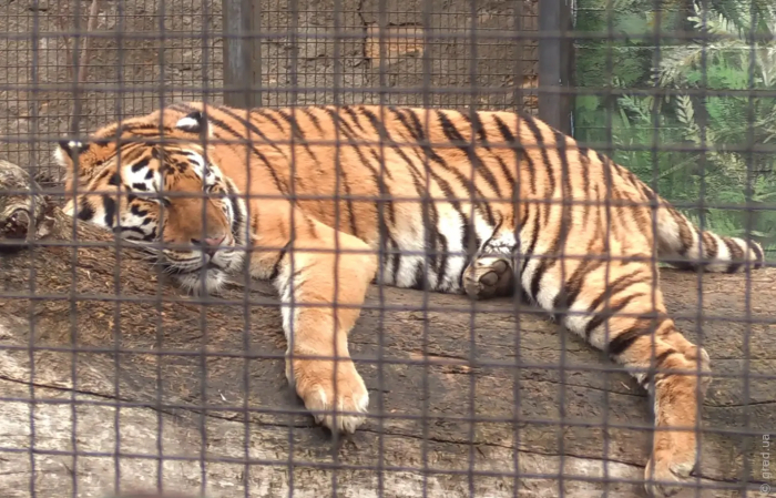 Как зимуют животные в Одесском зоопарке