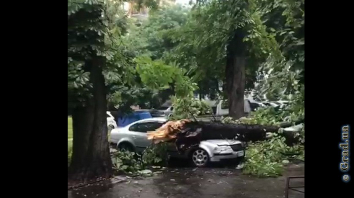 В центре Одессы автомобиль поврежден упавшим деревом