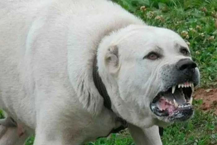В Одеській області сусідський пес напав на дитину