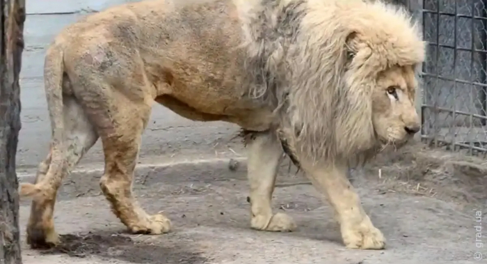 Одесский зоопарк принял белых львов из Харькова