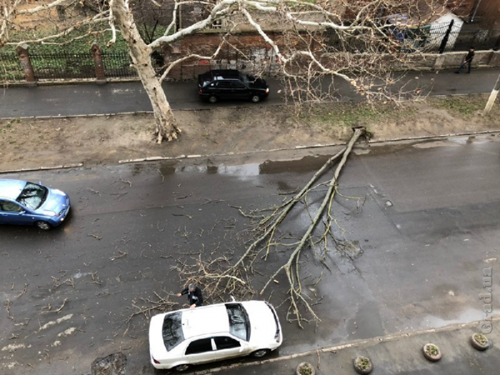 В Одессе из-за ветра падают деревья