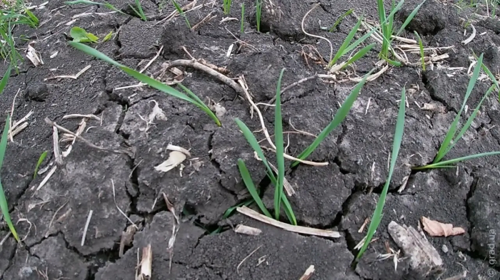 Ситуація з посухою в Одеському регіоні критична