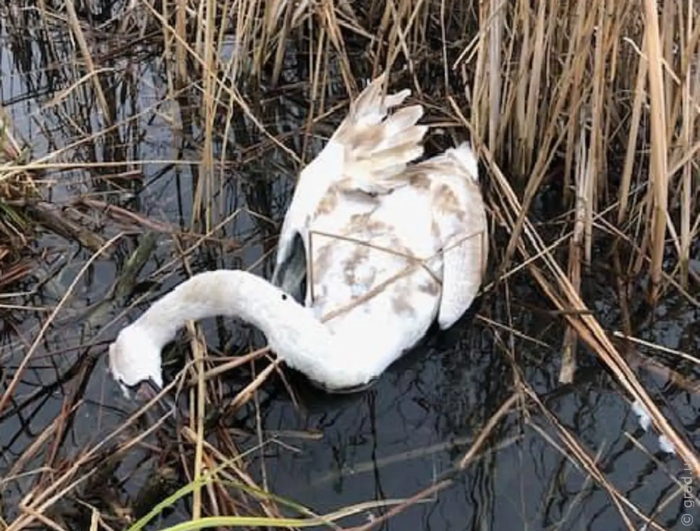 Специалисты выяснили причину массовой гибели лебедей