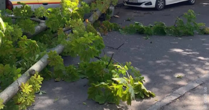 В Одесі сильний вітер повалив дерева