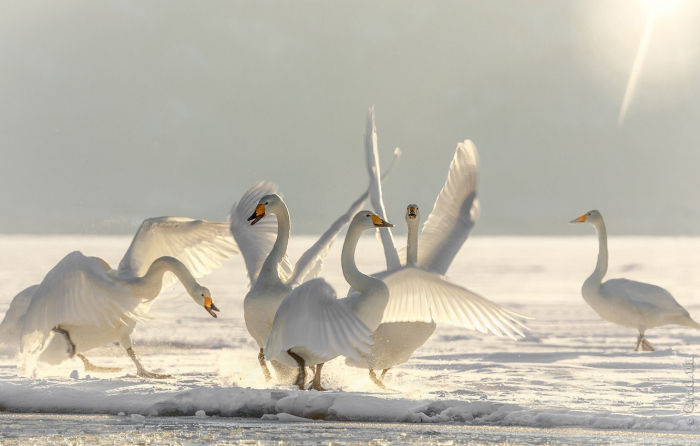Лебеди на зимовке