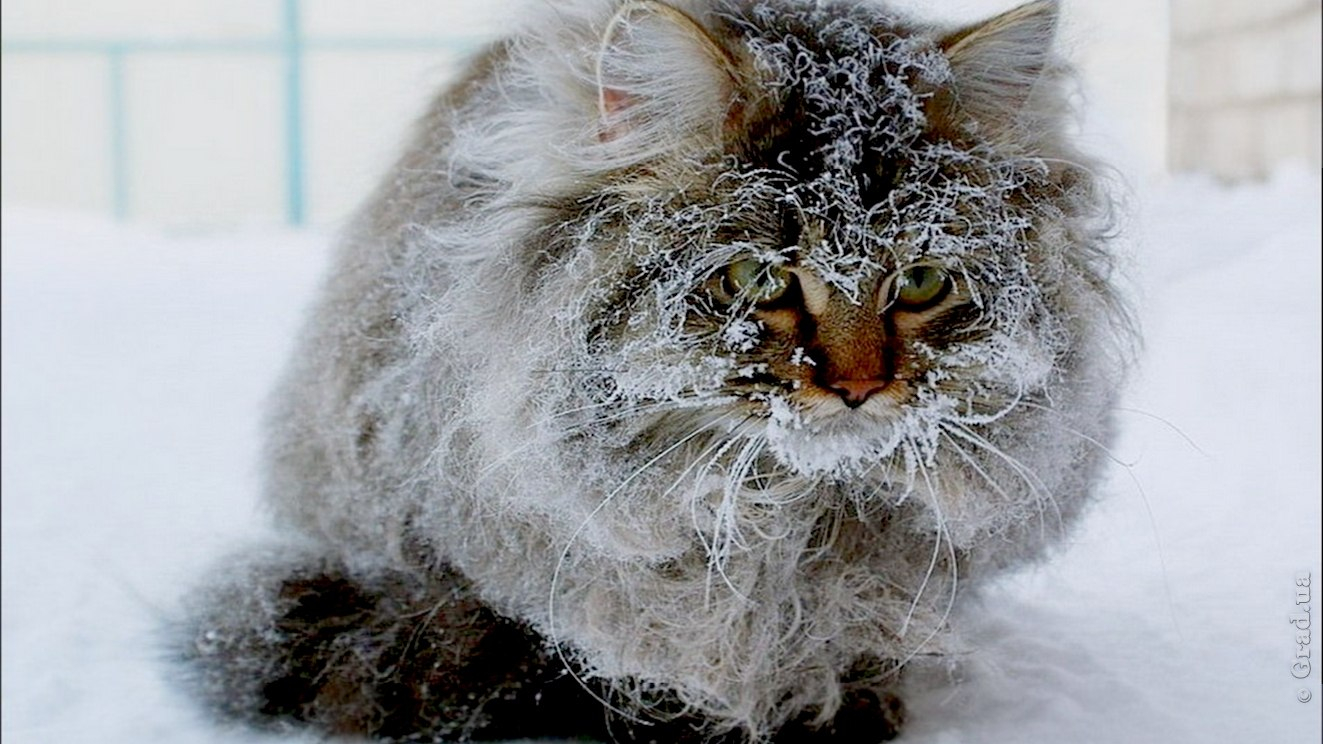 Кошка зимой на улице. Морозный кот. Кот замерз. Замерзший котенок. Котик замерз.