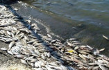 Чорноморська риба може бути небезпечною для здоров'я