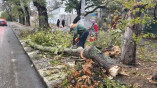 За вихідні в Одесі через негоду впало понад 100 дерев та 55 великих гілок