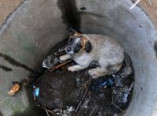 В Черноморске сотрудники ГСЧС спасли собаку