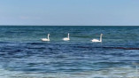 Черное море