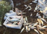 Браконьеры наловили рыбы на 300 тысяч гривен (ФОТО)