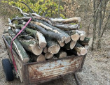 Нарубили деревьев на 500 тисяч гривен: двоих жителей Одесского района разоблачили в заповеднике