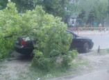 На Черемушках на автомобиль упало дерево (фото)
