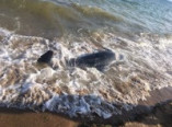 На берегу моря найден погибший дельфин